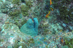 Gymnothorax favagineus