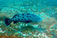 Epinephelus tukula