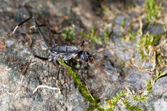 Leptomyrmex unicolor