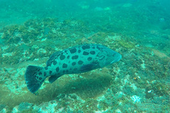 Epinephelus tukula