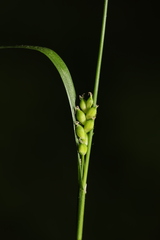 Carex oligocarpa