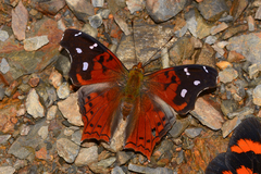 Hypanartia cinderella