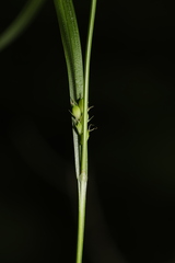 Carex oligocarpa