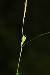 Carex oligocarpa