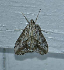 Evergestis simulatilis