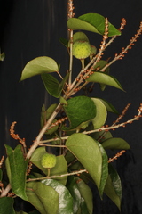 Croton arboreus