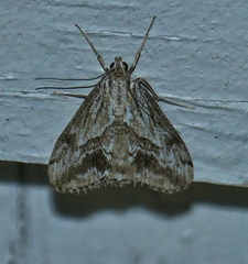 Evergestis simulatilis