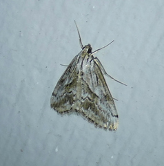 Evergestis simulatilis