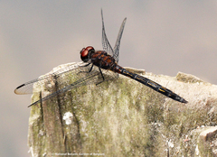 Trithemis aenea