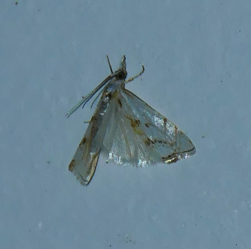Microcrambus copelandi photo 4