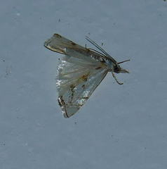 Microcrambus copelandi