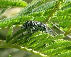 Chrysolopus spectabilis