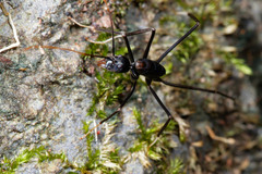 Leptomyrmex unicolor