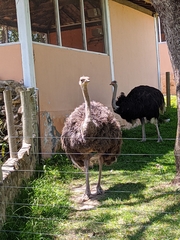 Struthio camelus