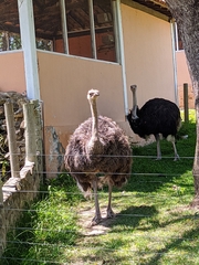 Struthio camelus