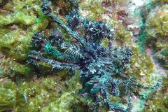 Crinoidea