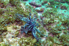 Crinoidea