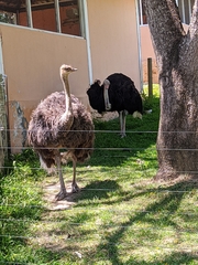 Struthio camelus
