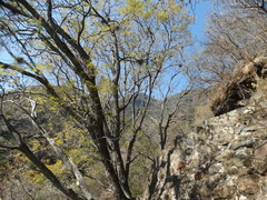 Jacaranda mimosifolia