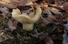 Russula brevipes