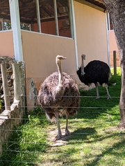Struthio camelus