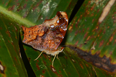 Hypanartia cinderella