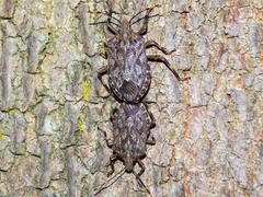 Coenomorpha nervosa