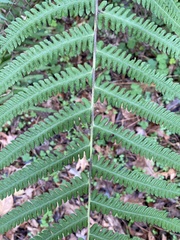 Pelazoneuron kunthii