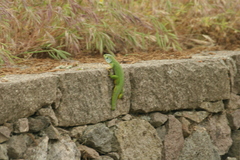 Lacerta diplochondrodes cariensis