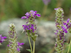 Dalea elegans