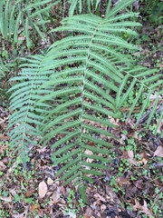 Pelazoneuron kunthii