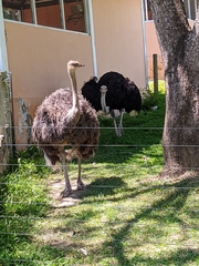 Struthio camelus