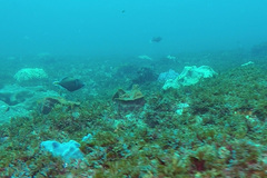 Sufflamen chrysopterum