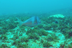 Chrysoblephus puniceus