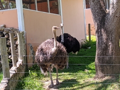 Struthio camelus
