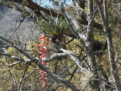Tillandsia prodigiosa