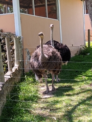 Struthio camelus