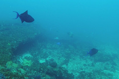Odonus niger