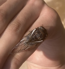 Cicadidae