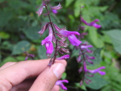 Salvia simulans