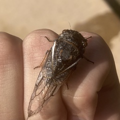 Cicadidae