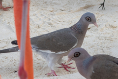 Patagioenas corensis