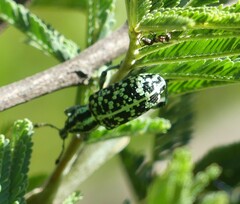 Chrysolopus spectabilis