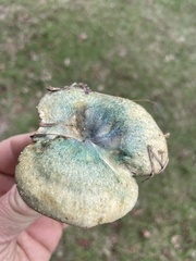 Lactarius rubrilacteus