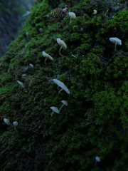 Phloeomana alba