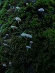 Phloeomana alba