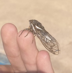 Cicadidae