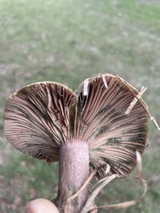 Lactarius rubrilacteus