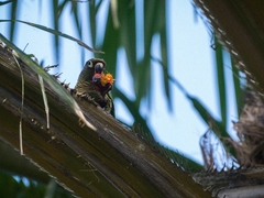 Pyrrhura frontalis