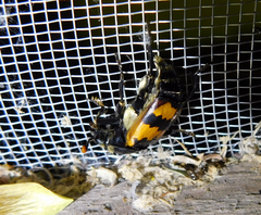 Nicrophorus vespillo